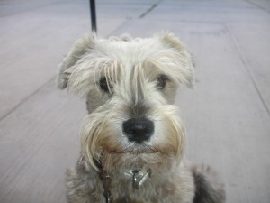 Terry